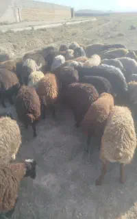 بره چاق زنده