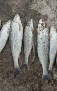 ماهیگیری دریا با غلاب