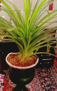 گل نخلی همراه با زیر گلدانی