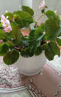 گل طبیعی