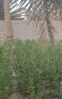 کشاورزی وباغبانی