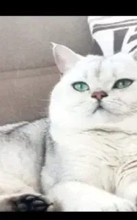 جهت جفت گیری با ماده نازنینتون