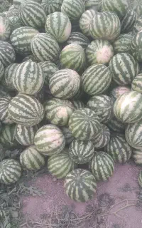 هندوانه
