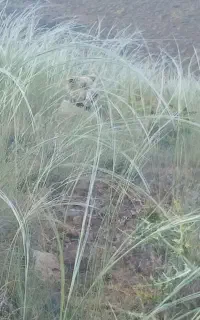 بابت پاک سازیه طبیعت