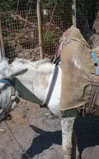 خر الاغ نر