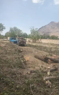 خرید درخت و چوب