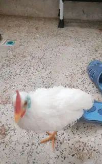 جوجه ماشینی