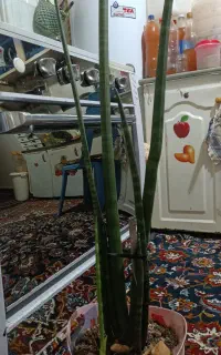 گل نیزه آفریقایی