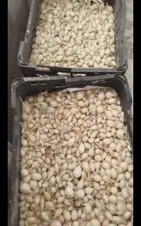پیاز