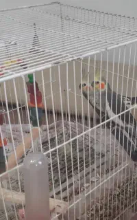 پرنده