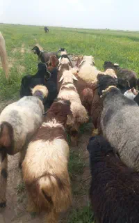 گمشده