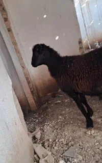 فروشی