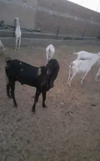 بزغاله پاکستانی تخمی