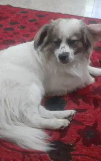 واگذاری سگ‌