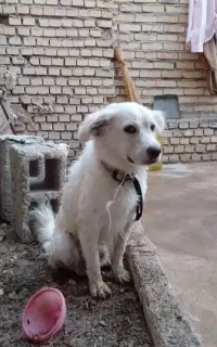 سگ پاکوتاه