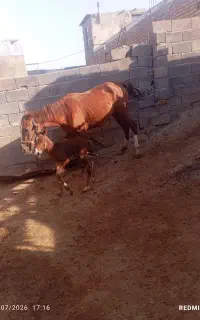 مادیان همراه کره نر
