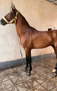 اسب نریان شش ساله