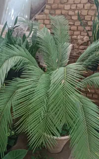 گل‌های آپارتمانی