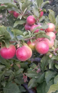 الوچه شیرین درشت