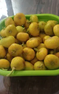 فروش انجیر گرمساری تازه وخشک