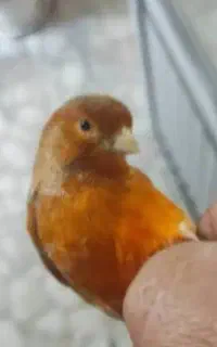 قناری گمشده