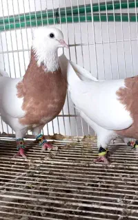 طوقی کلکسیونی