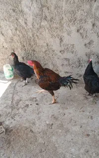 خروس لاری