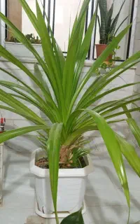 فروش گل