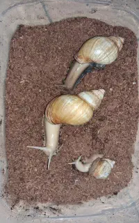 فروش حلزون