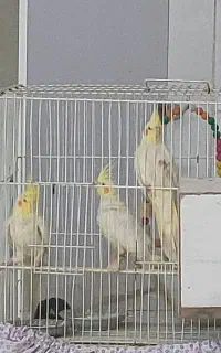 فروش عروس هلندی