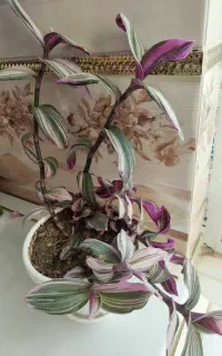 گل برگ بیدی صورتی روانسر