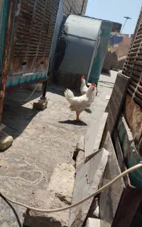 خروس