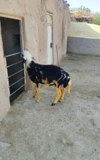 بره قوچ
