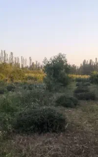یونجه