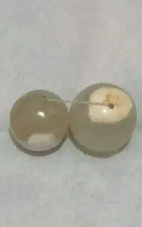 مهره برد سلیمانی