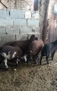 بره
