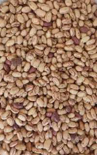 انواع حبوبات و شوینده قیمت مناسب