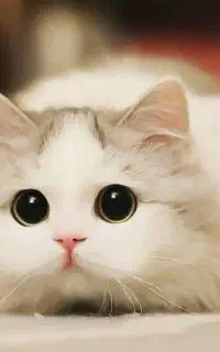 از سگ شما به صورت رایگان مراقبت میکنم