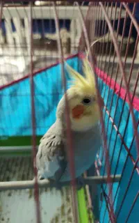 عروس هلندی سخنگو)(معاوضه دارد)