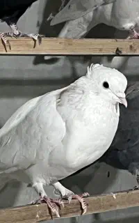 کبوتر باخت رفته