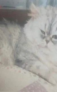 گمشده