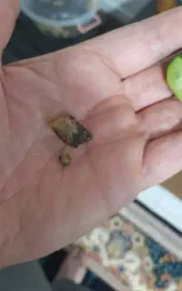 جشنواره حلزون  البینو و خاک مرغوب حلزون و خاویار