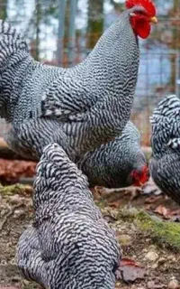 ۴ عدد نیمچه دو ماهه نژاد آمروک (۲مرغ و ۲خروس)