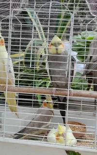 یک جفت عروس هلندی و ۳جوجه