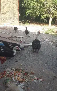 اردک اسراییلی