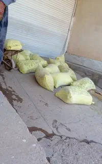 خرید و جمع اوری کود فضله کبوتر وحشی سوله شیروانی