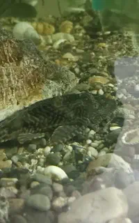 ماهی لجن خوار