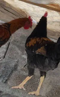 خروس