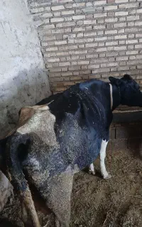 گاوشیری