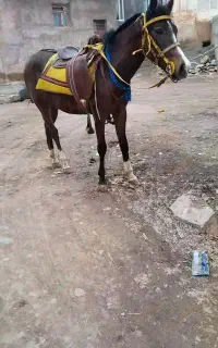 اسب یورغه ی ۳ ساله
